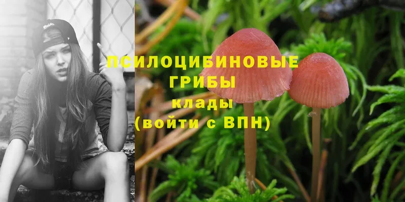 купить наркотик  Семилуки  Галлюциногенные грибы Psilocybine cubensis 